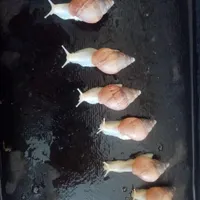 حلزون آلبینو