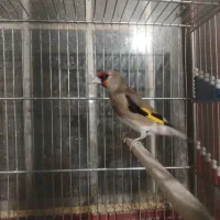 سهره سقا قناری گلبسر