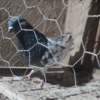 کله سبز نر|پرنده|میاندوآب, |دیوار