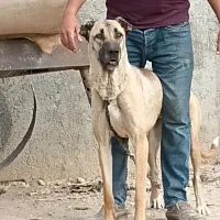 سگ ماده سرابی توله 1 ساله