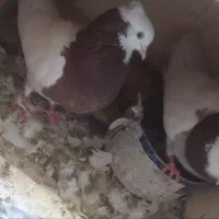 کفتر|پرنده|مشهد, عامل|دیوار