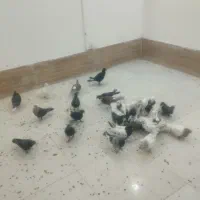 کفتر|پرنده|مشهد, کشف|دیوار