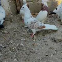 کبوتر|پرنده|سنگدوین, |دیوار