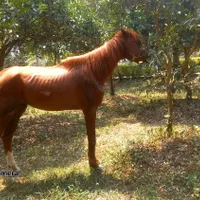 اسب عرب  ۵ساله