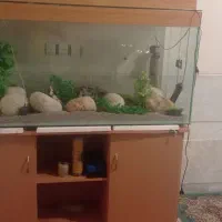 اکواریوم ماهی