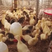 غازوقوغازجوجه