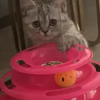 گربه بریتیش