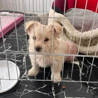 واگذاری سگ میکس شیتزو