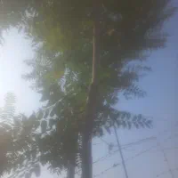 خرید وفروش حمل و بارگیری چوب باغی در محل