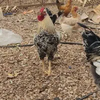 خروس|حیوانات مزرعه|دهلران, |دیوار