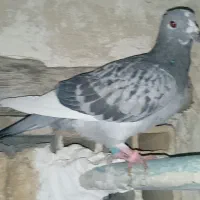 کبوترپلاکیدوخت|پرنده|کوهرنگ, |دیوار