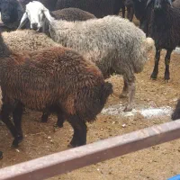 بره نره چاق