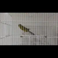 قناری رسمی بلند|پرنده|شهرکرد, |دیوار