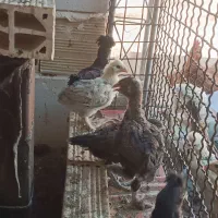 جوجه لاری برهما گلپایگان لهستانی جنگلی و دورگه|حیوانات مزرعه|مشهد, شهید احمدی روشن|دیوار