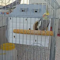 دوعدد عروس هلندی باقفس و کل وسایلاش