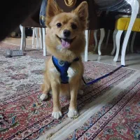 سگ پامر اشپیتز