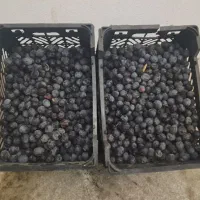 زیتون سیاه روغنی  روغنگیری|خوردنی و آشامیدنی|شیراز, دلگشا|دیوار