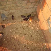 جوجه محلی کرچ شو|حیوانات مزرعه|بندر ترکمن, |دیوار