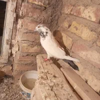 جفت کله ای عطیقه معاوضه با ساده المانی