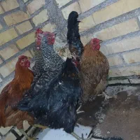 ۴عددمرغ ۲عددخروس