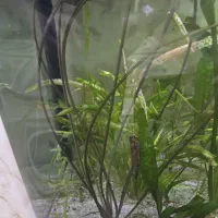 گیاه آکواریوم نیلوفر|ماهی|ارومیه, |دیوار