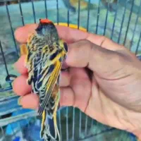 سهره تعدا همشون رو به مستی