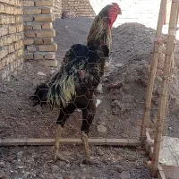 خروس لاری