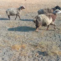 میش توابع ارسنجان