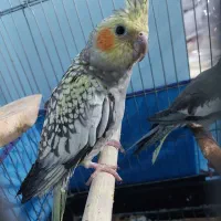 عروس هلندی ۴ ماهه|پرنده|محمدیه-قزوین, |دیوار