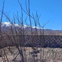 نهال گردو کاغذی