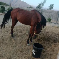 اسب عرب یکسر  شناسنامه دار