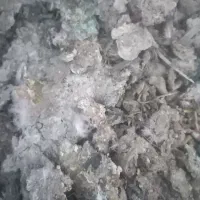 ذیل کبوتر در۵گونی