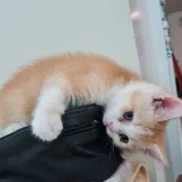 بچه گربه‌ی بریتیش