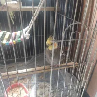 عروس هلندی نر سخنگو