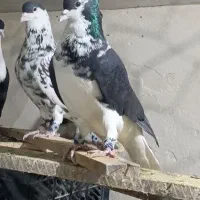 کفتر افغانی و ساده کاکولی