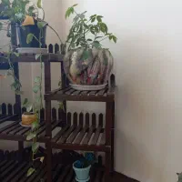 کناره یک متر در 5نیم 7عدد گلدان|فرش|سلماس, |دیوار