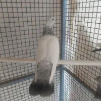 کفتر ماده سینه آبی بندی|پرنده|شیراز, سعدیه شمالی|دیوار