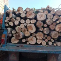 قطع درخت در داخل و اطراف مشهد خرید درخت نقدی|خدمات باغبانی و درختکاری|مشهد, الهیه|دیوار