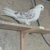 طوقی فروشی|پرنده|اردبیل, |دیوار