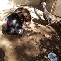 بوقلمون نر و ماده و نیمچه|حیوانات مزرعه|سنندج, |دیوار