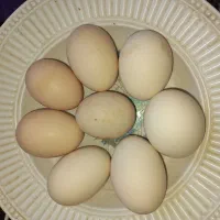 تخم مرغ محلی