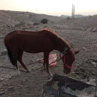 اسب۲ساله|اسب و تجهیزات اسبسواری|بهبهان, |دیوار