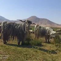 دوبر فروشی