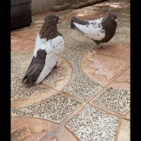سینه قهوای