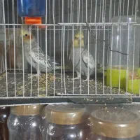 عروس هلندی پرو بال صاف|پرنده|مشهد, آزادشهر|دیوار