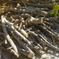 قطع درخت و خرید چوب