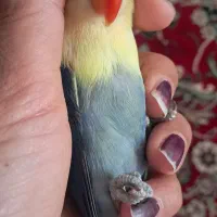 گمشده|حیوانات|نیشابور, بلوار گلها|دیوار