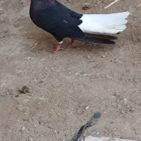 کبوتر کفتر پرنده اشعل نر دم سفید ۱۵پردم فاق