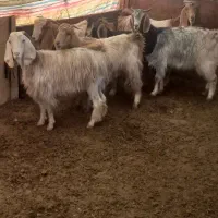 بز محلی|حیوانات مزرعه|کرمانشاه, |دیوار