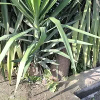 گل یوکا بزرگ